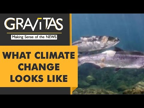 Gravitas: Salmon boiled alive by the heatwave in Canada