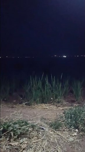 The sound of jackals on the farm🦊