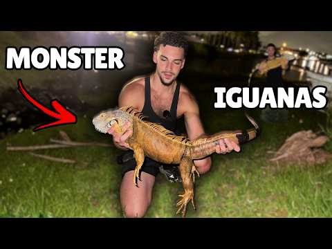 Catching GIANT INVASIVE Iguanas In Florida !