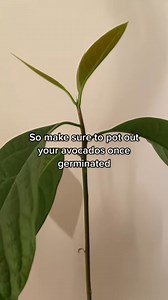 grow an Avocado tree, the 6 month update! #howto #foryoupage #avocado #plants #planttok #learnontiktok #reuse #plantbased #planttiktok #didyouknow | TheGarden