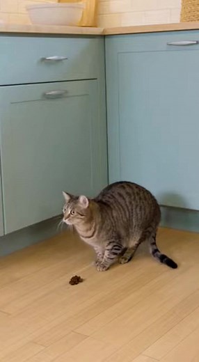 #Cat #poop #mother | Cato King