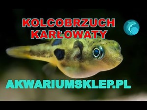 Pygmy Pufferfish Carinotetraodon travancoricus Overview