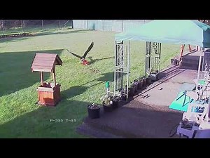 Eagle attacks chicken