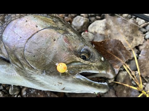 Coho Salmon Bobber Fishing | Beads & Skein Float Setup | Salmon Fishing 2025