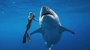 880K views · 5.1K reactions | An enormous great white shark, one of the biggest ever reported, has been spotted off the coast of Hawaii by a team of divers. The 20-foot female shark is thought to be at least 50 years old and weighs 2.5 tonnes, and has similar markings as "Deep Blue," the largest great white shark recorded. | CGTN | Facebook