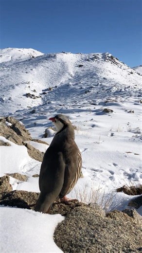 This Bird Sings Alone on a Frozen Mountain ❄️🐦 #shorts