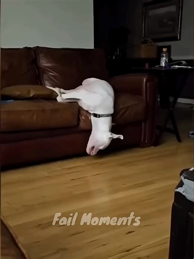 Dogs Falling Asleep Compilation – Hilarious Moments