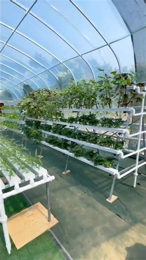 20 Second Tour of a Hydroponic Greenhouse #hydroponicfarming