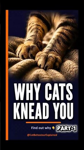 Why Your Cat Kneads You — The Real Reason Explained