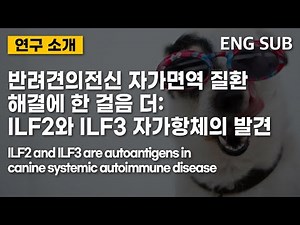 [ENG SUB] 반려견의 전신 자가면역 질환 해결에 한 걸음 더: ILF2와 ILF3 자가항체의 발견