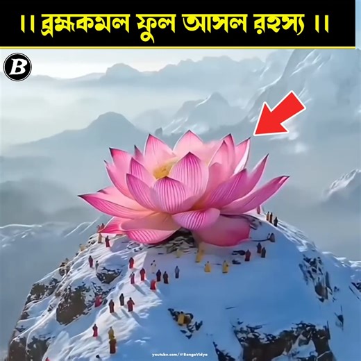 হিমালয়ের অলৌকিক ব্রহ্মকমল ফুল | The Mysterious Brahma Kamal of the Himalayas