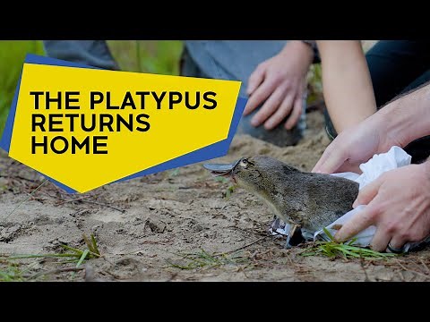Returning the platypus to the Royal National Park