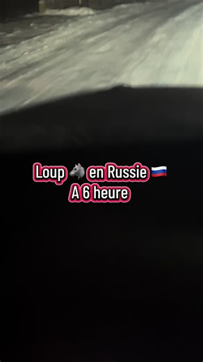 Aventure avec le Loup en Russie 🇷🇺