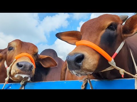 cow unloading, cow videos, cow video, animal, big cow, goru hamba cow, Ep-06