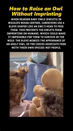 How to Raise an Owl Without Imprinting #shorts