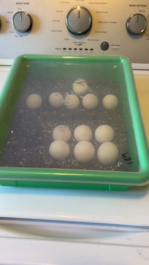 GardenStateTortoise on TikTok