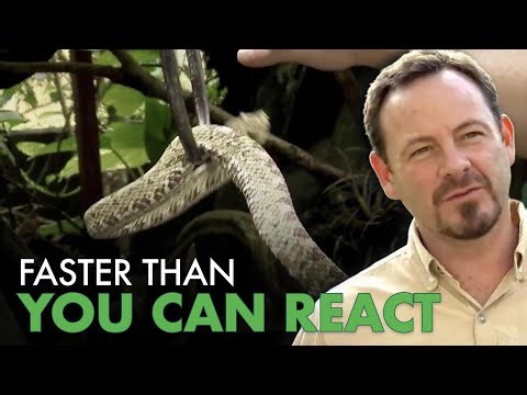Hand Capturing Crocodiles in Costa Rica Fish Ponds | Python Hunters