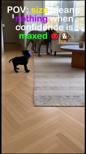 Tiny Dog in Monster Mask Scares Massive Mastiff | Funniest Confidence Ever #funny #funnyanimal