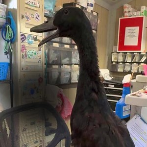 Shiloh is a very talkative, male Cayuga duck. He was brought in as a baby after being dumped with two other ducklings at a park. Shiloh grew up at the rescue, but now he's an adult and is ready to be adopted. Email us at adopt@cwrescue.org if you would like to be Shiloh’s forever home! Give Shiloh a QUACK in the comments. | Carolina Waterfowl Rescue