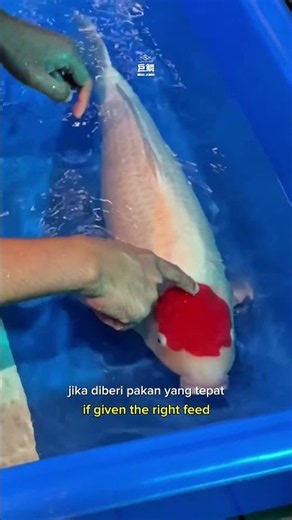 Ini dia before & after pakai mega jumbo! Akhirnya Grand Champion lagi #koi #koifish #ikankoi