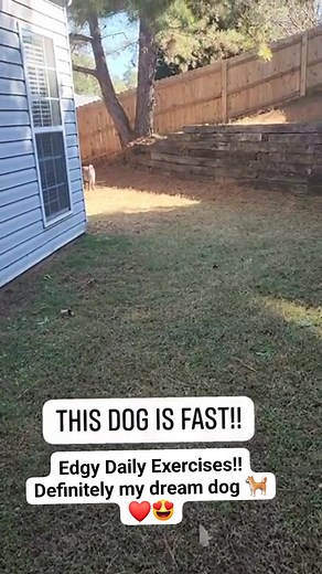 Edgy is my dream dog check out her speed!! | Fatimah Ray Ifbb Pro