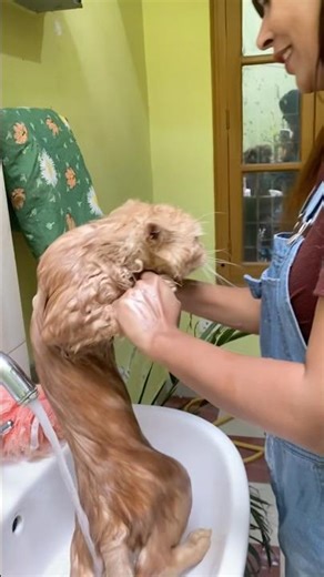 Why Cats Hate Water 💦🐈 | Part-2 | New Viral Cat Short