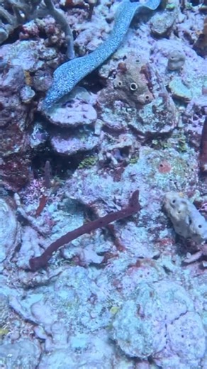 The adventure of a lifetime is closer than you think. 🤿 You can go from watching this video to living it. We'll show you how to safely and confidently explore the amazing world that lies just beneath the surface. 🌊 Take advantage of our free consultation with our Training Director at Scuba Training And Technology Lake Havasu! 🗣 We’ll discuss what you’d like to do, your timeline, and the equipment you’ll need to make your diving adventure a reality. No commitment, no pressure, just answers to 