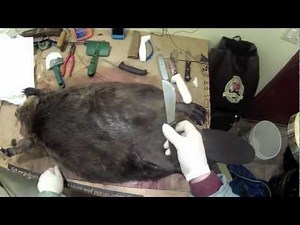 Clean Skinning Beaver Part 1 of 3