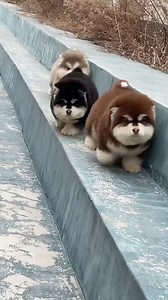 Cute Dog Running | Food City