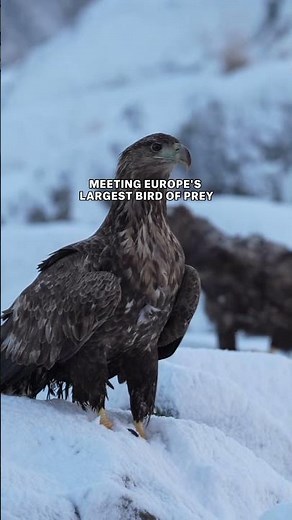 Meet the king of the skies: the majestic sea eagle 🦅 Did you know…