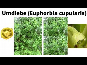 The Intrigue Behind Umdlebe (Euphorbia cupularis)