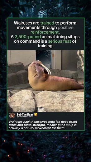 This Walrus Has a Better Core Routine Than You