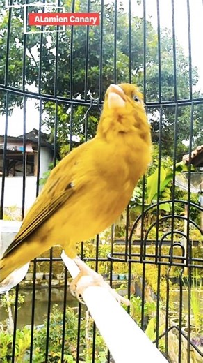 Natural Canary Bird Sound c005 #canarybirds #naturesounds #birdsinging #birdsounds #shorts