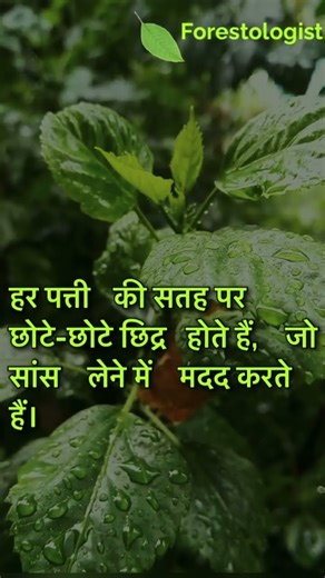 Leaf – Structure, Types and Functions of Plant Leaves लीफ के फायदे #shorts #facts #viral