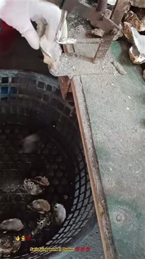 Oyster Farm Preparation : Drilling holes on oyster shells