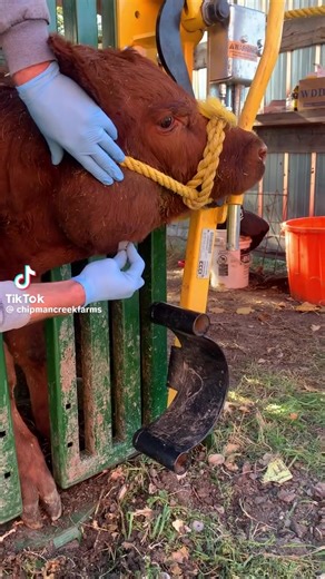 #pimplepop #pimplepopin #spot #cow