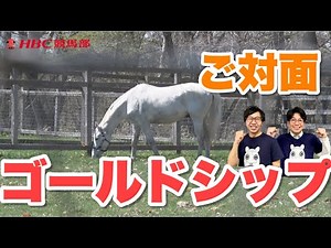 【貴重！】ウマ娘で話題！ゴールドシップはじめ名種牡馬が続々登場！『ビッグレッドファーム潜入編③』