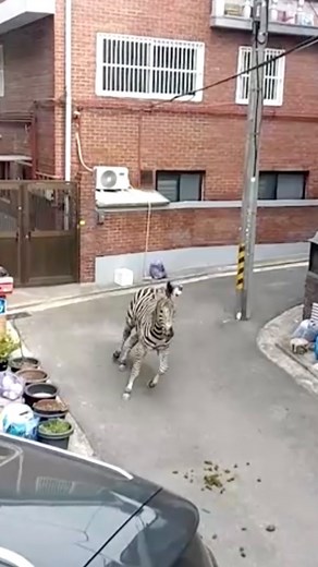 384K views · 257 reactions | A zebra was recaptured after escaping from a zoo in South Korea, with pedestrians in Seoul appearing bemused by the rare sight. The zebra was seen wandering an alley around residential buildings before rescue workers fired a tranquilizer dart at it. It was later returned safely, said an official from the Seoul Children’s Grand Park, where the animal had escaped from. #Reuters #video #news #reels #zebra #zoo #SouthKorea #Seoul | Reuters | Facebook