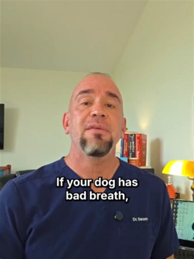 Dog Bad Breath & Yellow Teeth? Daily Support for Dental Health