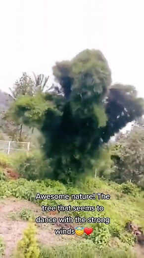 Enchanting Tree Dance in Nature