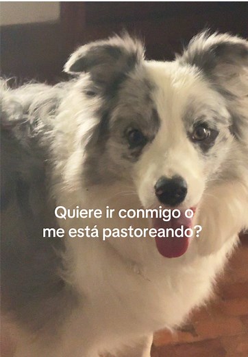 Comportamiento de los Border Collies: Instintos de Pastoreo