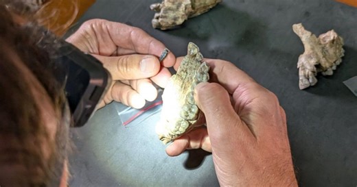 Un hallazgo obliga a replantear la evolución: descubren en Etiopía una especie desconocida que convivió con los primeros Homo hace 2,6 millones de años