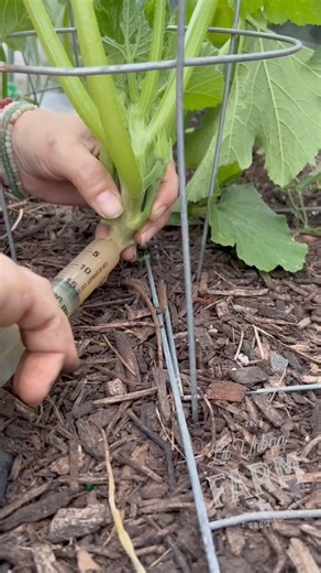 The only way I’ve found to truly stop the squash vine borer grubs from killing your squash… Link to product: https://buff.ly/4aSfMV3 #garden #gardening #backyardgardening #gardenpests #squashvineborers #gardentips #homegrown #growfood | Lil Urban Farm