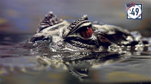 A tour of Louisiana in 90 seconds