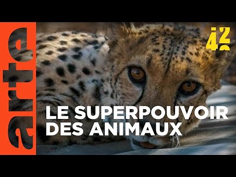 Les animaux : moins bêtes que nous ? | 42 - La réponse à presque tout | ARTE