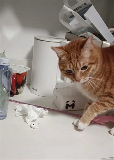 A kitten with a rebellious streak. #cat #funny #funnyanimals #foryou #fyp