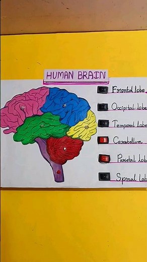 Human Brian model making for school science project | How to make Human Brain Model with cardboard
