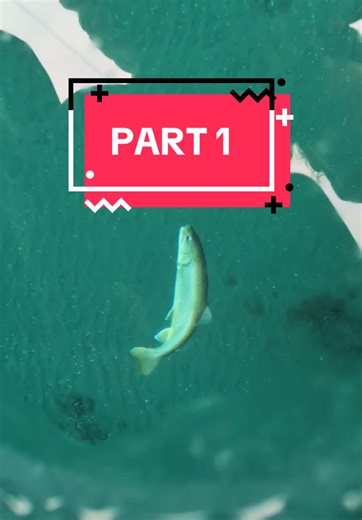 Saginaw Bay ice fishing 2026 Lake Trout thru the ice! #puremichigan #michigancheck #icefishing