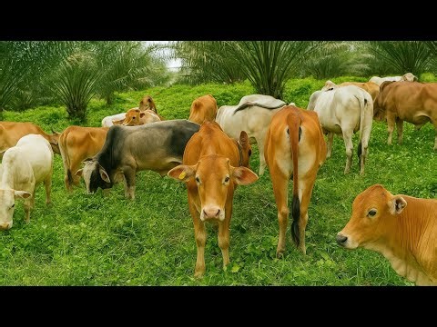 Puluhan Sapi lembu Gembala Jinak di Alam Terbuka | Suara Moo Lucu Bikin Hati Tenang