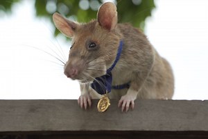 Landmine detection rat awarded gold medal for ‘lifesaving bravery’